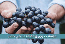 دراسة جدوى زراعة العنب في مصر
