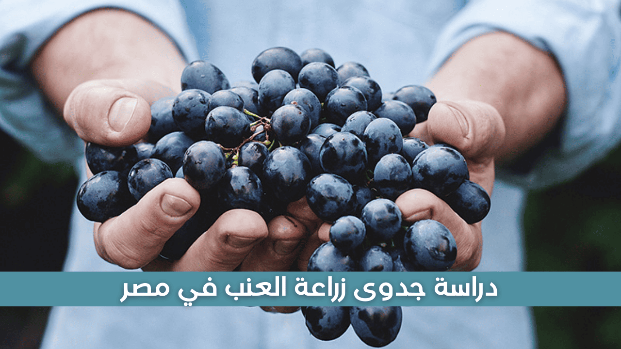 دراسة جدوى زراعة العنب في مصر